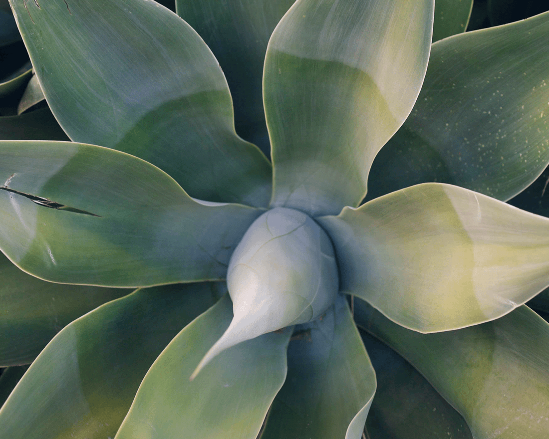 Synesthetic Design. The Architecture of Senses in the Pursuit of Well-being.