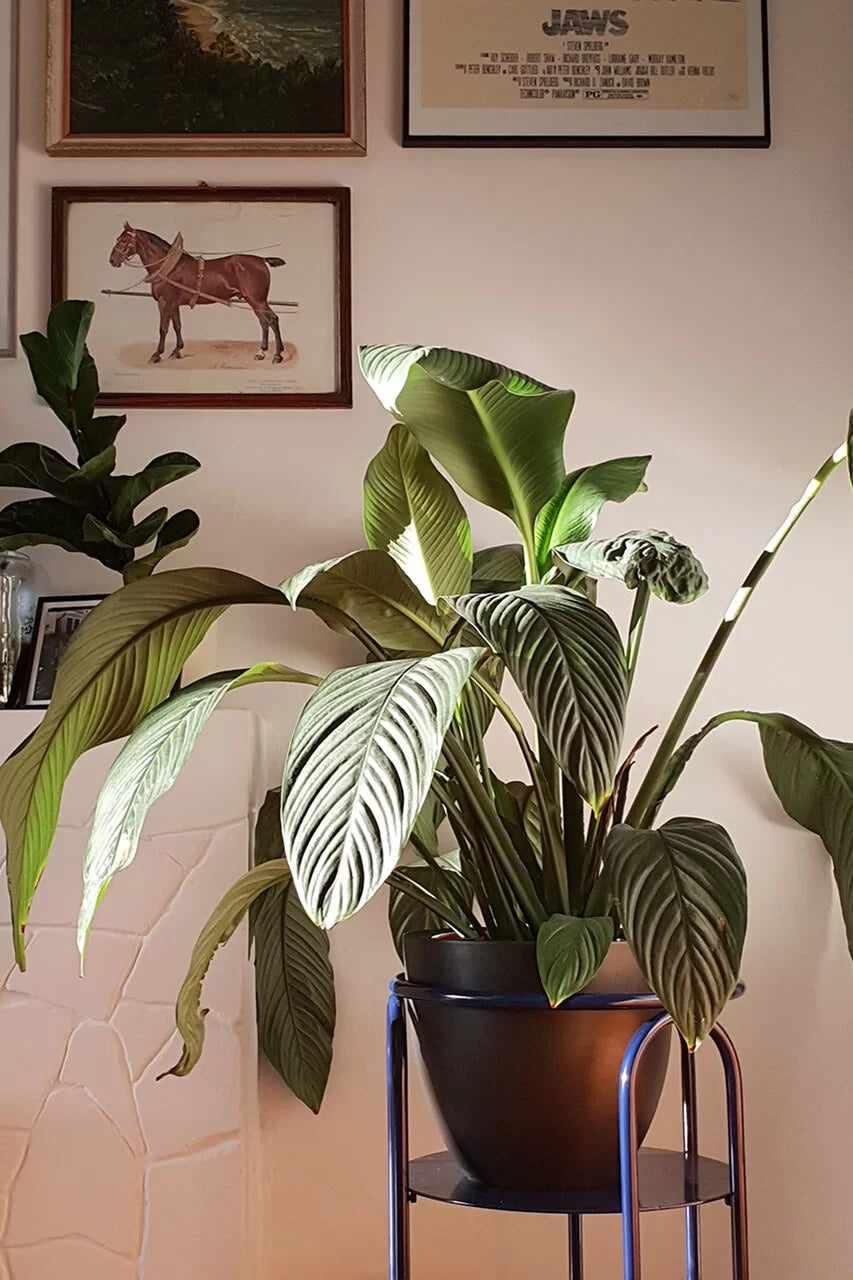 MILO Pflanzenständer