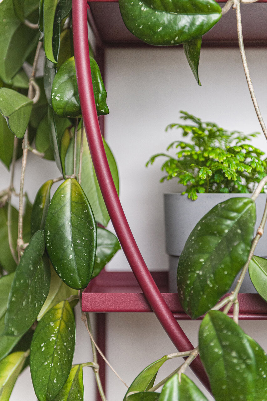 M:OD Modular Wall Plant System