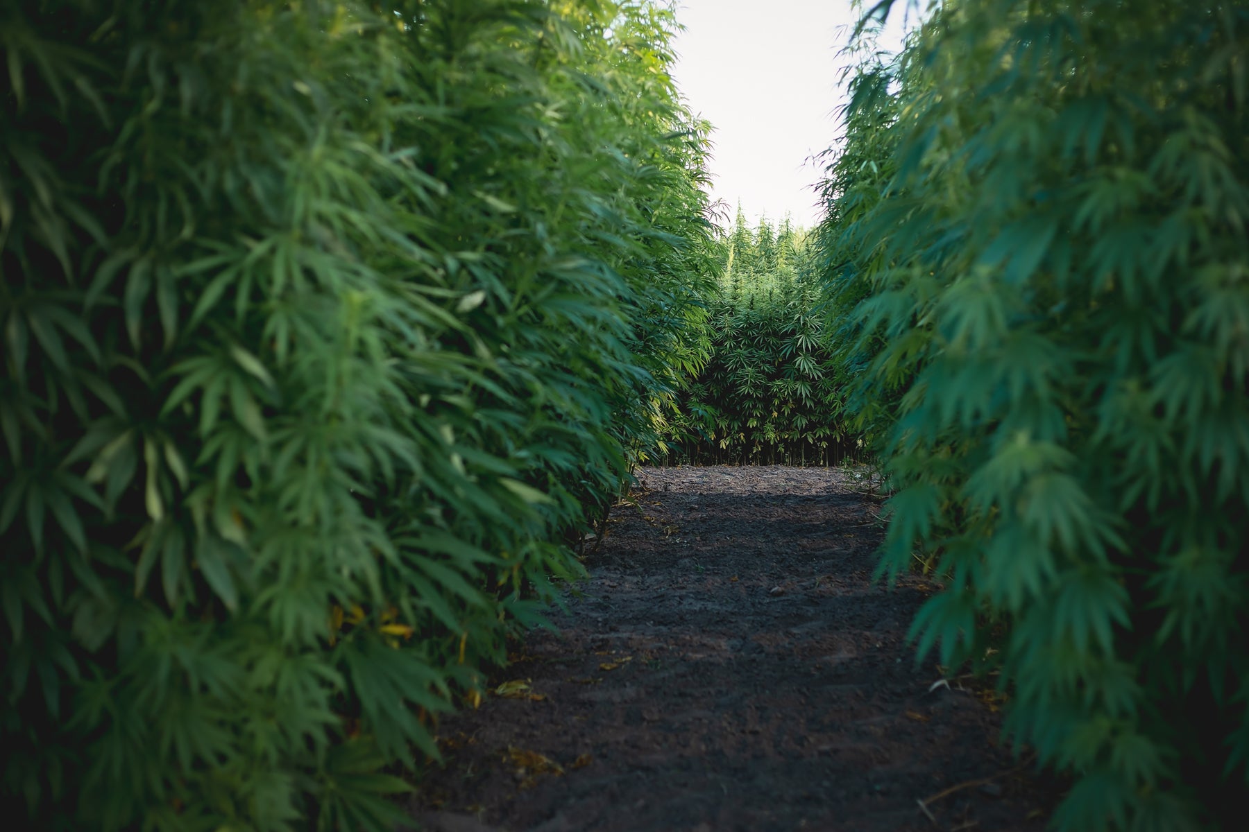 DIAMOND Acoustic Pod